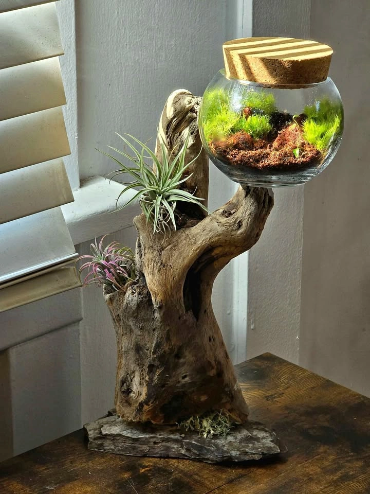 Fishbowl Terrarium on Driftwood & Stone Base with Airplants