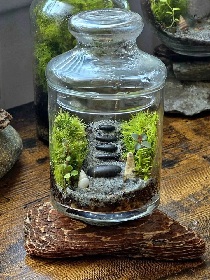 Small Mossy Stairs Terrarium on Driftwood