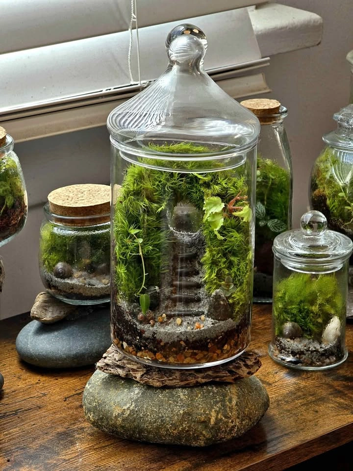 Mossy Stairs & Cave Terrarium on Driftwood & Stone Base