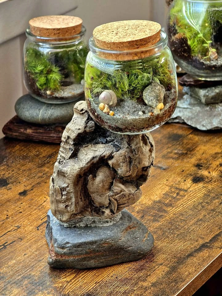 Small Terrarium on Driftwood & Stone Base