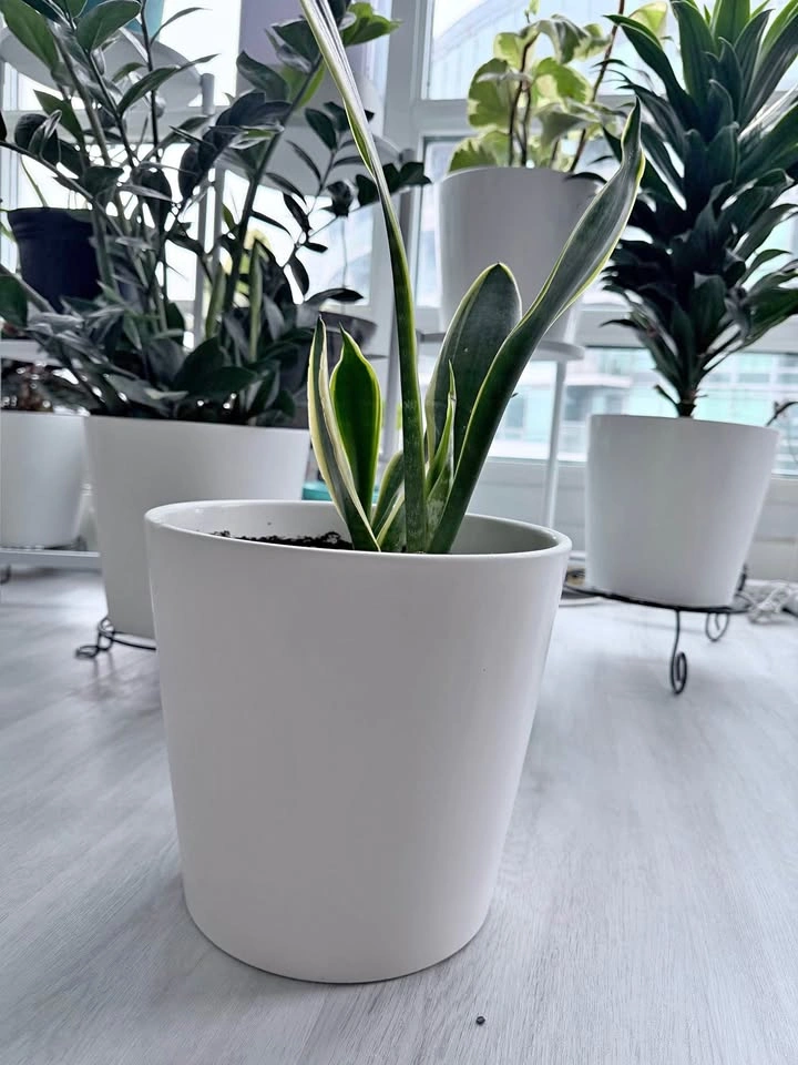 Healthy Variegated Snake Plant w/ New Growth - Easy Care