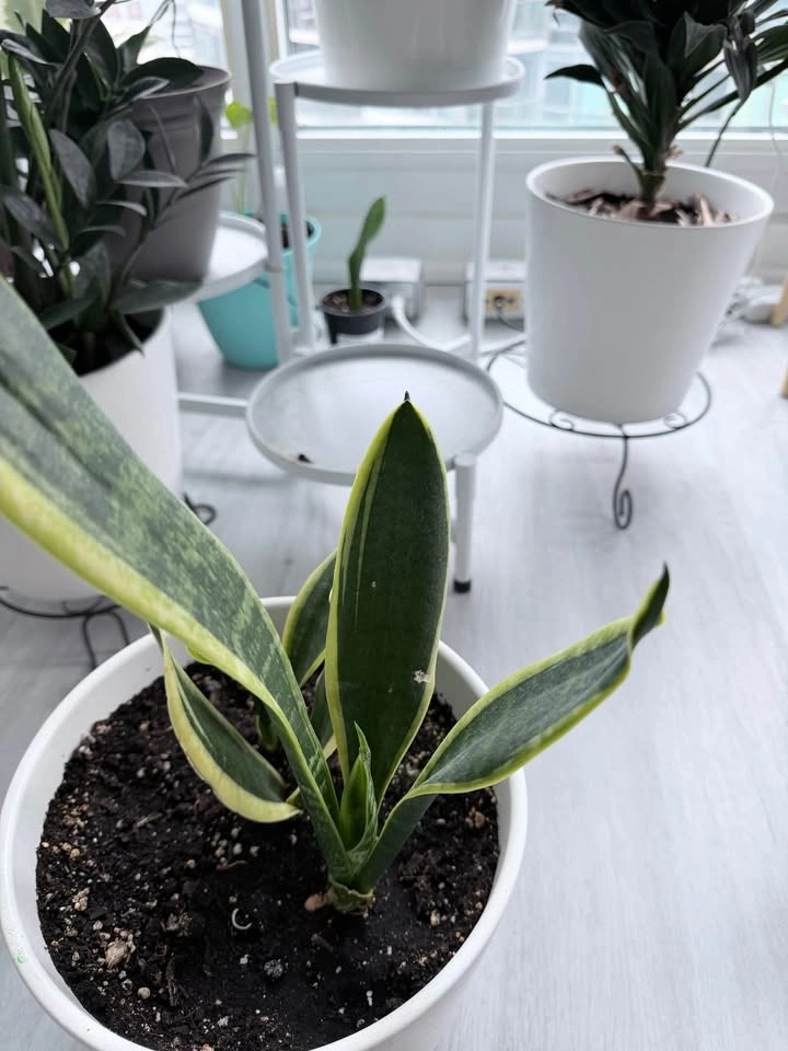 Healthy Variegated Snake Plant w/ New Growth - Easy Care - photo 2