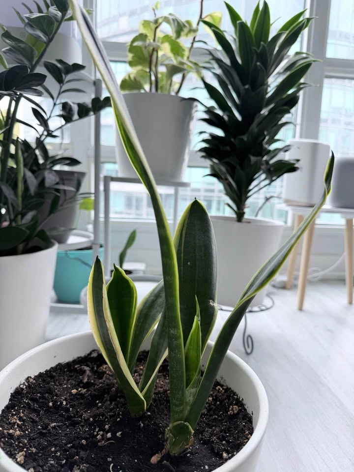 Healthy Variegated Snake Plant w/ New Growth - Easy Care - photo 3