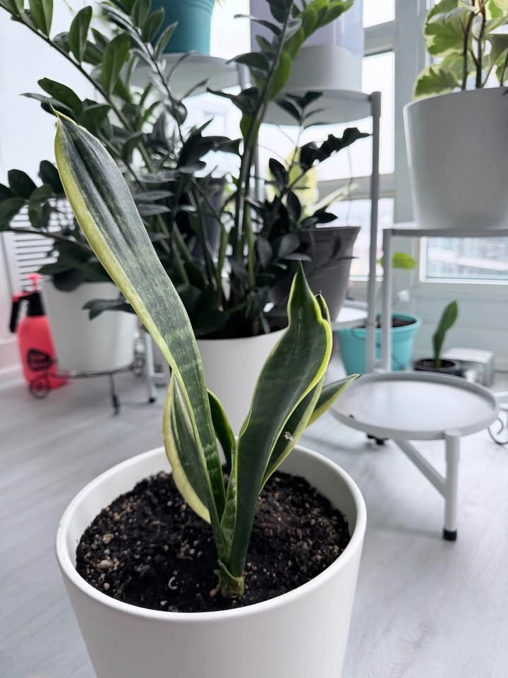 Healthy Variegated Snake Plant w/ New Growth - Easy Care - photo 4