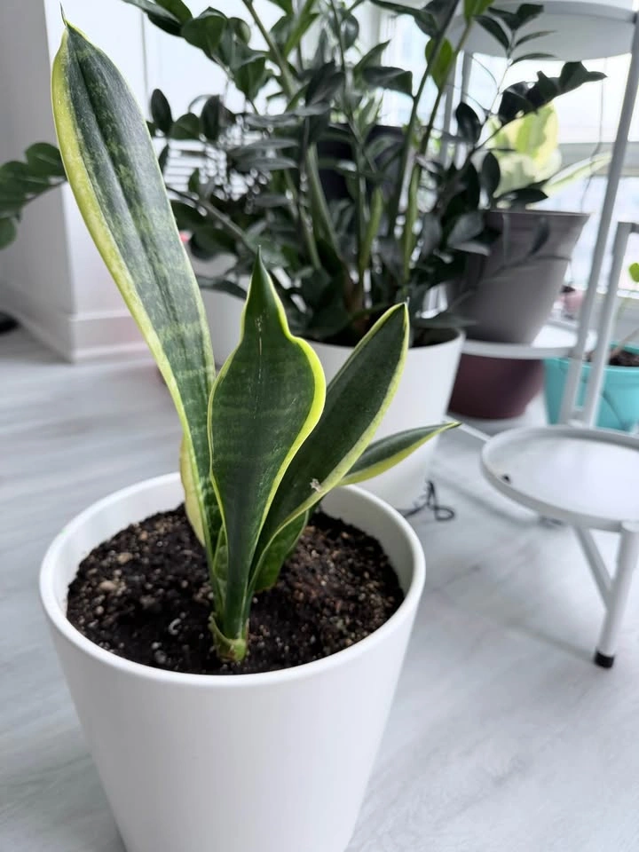 Healthy Variegated Snake Plant w/ New Growth - Easy Care - photo 5