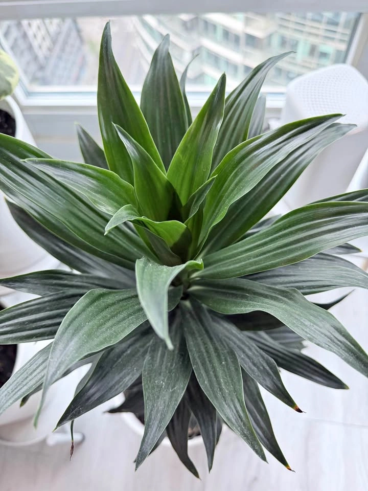 Potted Dracaena Plant