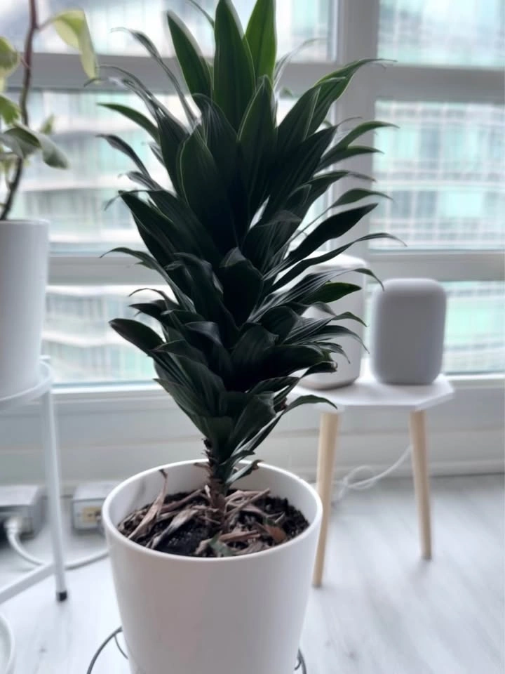 Potted Dracaena Plant - photo 2