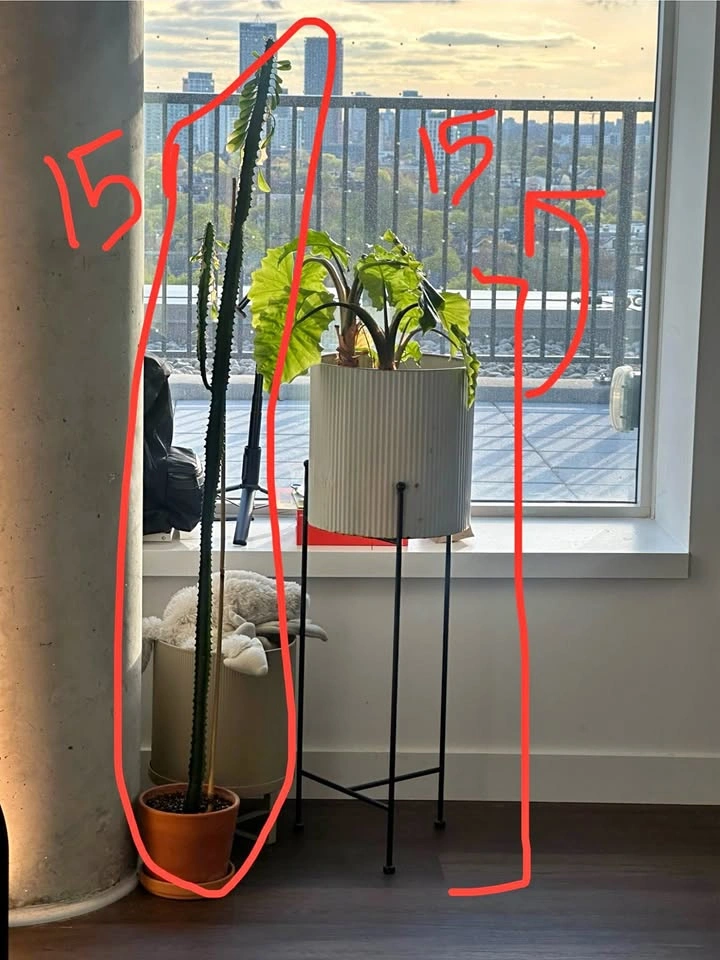 Moving! Adopt my plant babies2