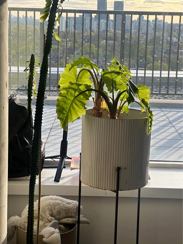 Moving! Adopt my plant babies2 - photo 2