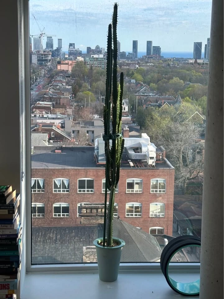 Moving! Adopt my plant babies2 - photo 3