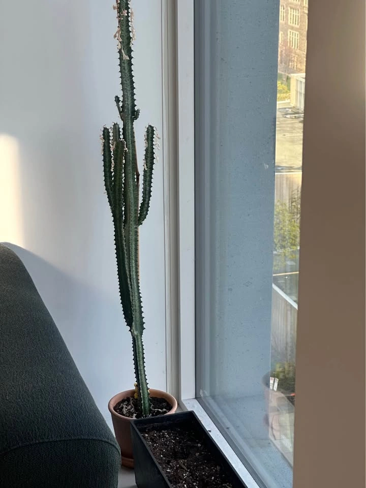 Moving! Adopt my plant babies2 - photo 4