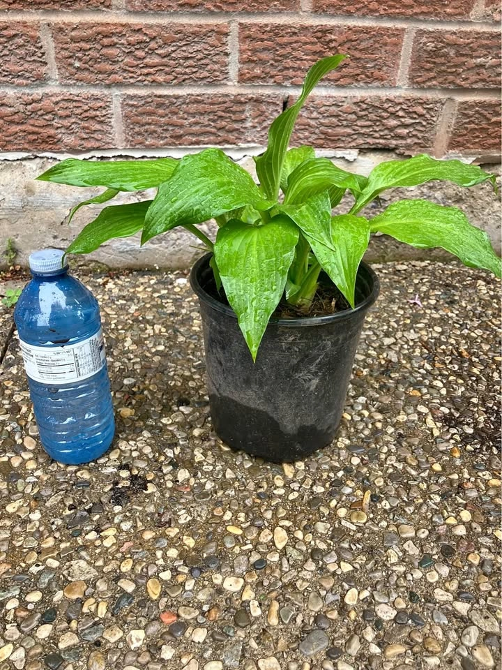 Healthy Hosta Plant – Shade Garden Favorite!