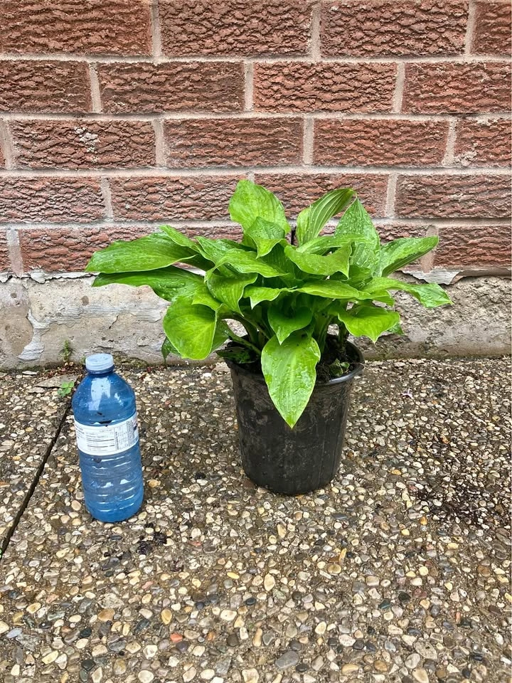 Healthy Hosta Plant – Shade Garden Favorite!@ Mississauga