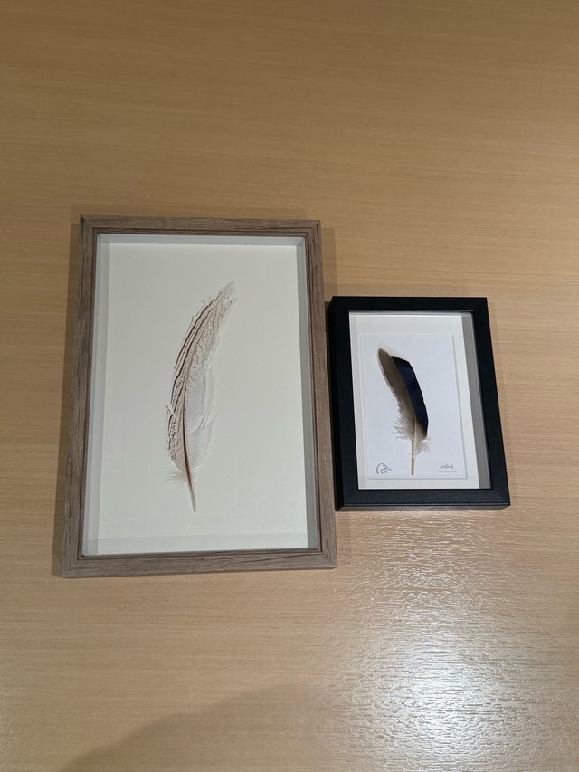 Framed Feather Art