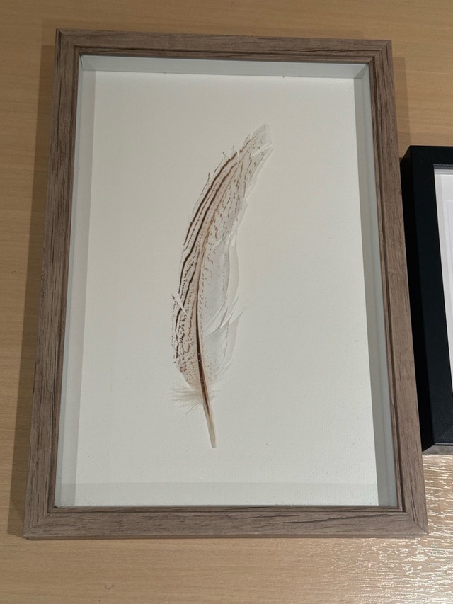 Framed Feather Art - photo 2