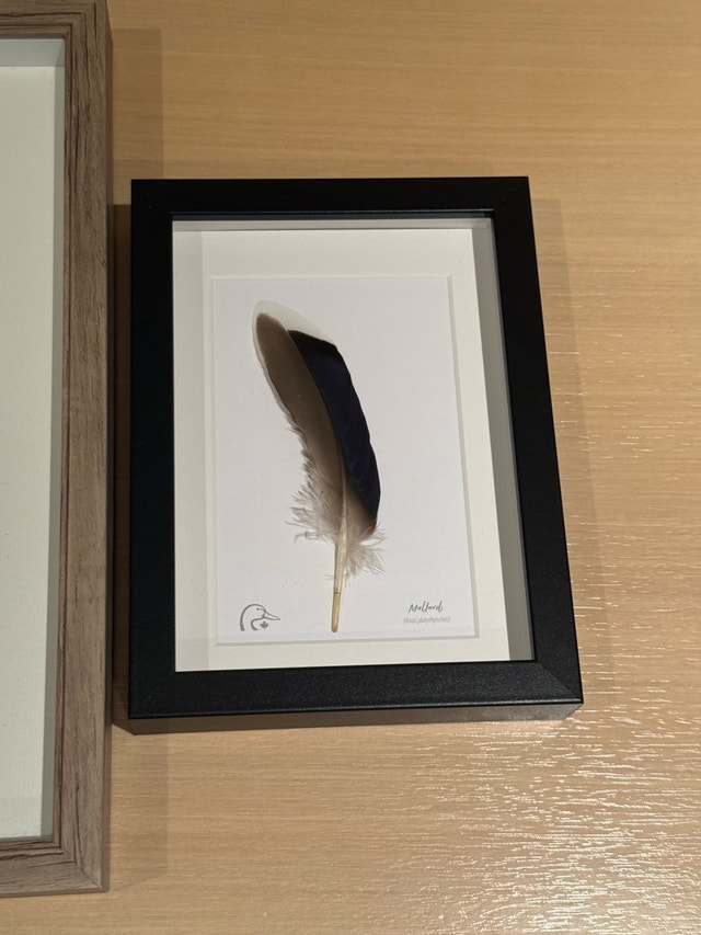 Framed Feather Art - photo 3