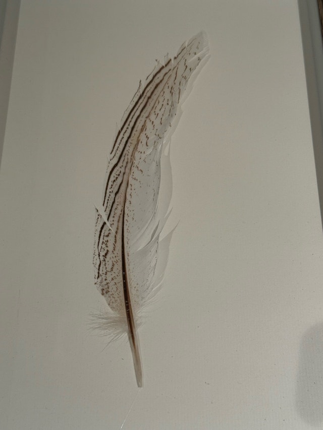 Framed Feather Art - photo 4