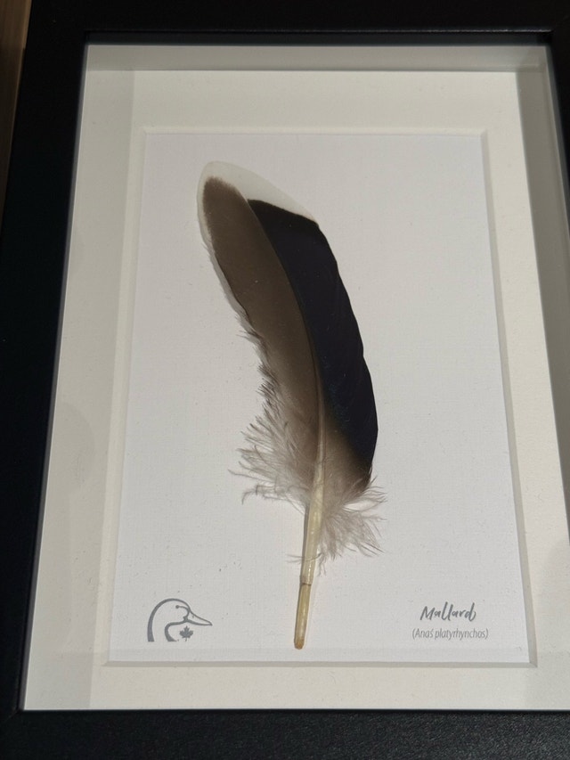 Framed Feather Art - photo 5
