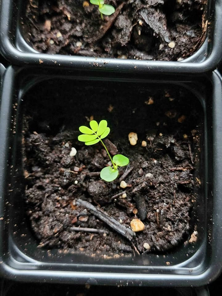 Shameplant / Sensitive Plant - Mimosa Pudica - Rooted plant trad