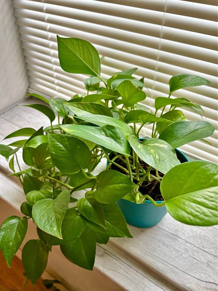 Pothos - very healthy