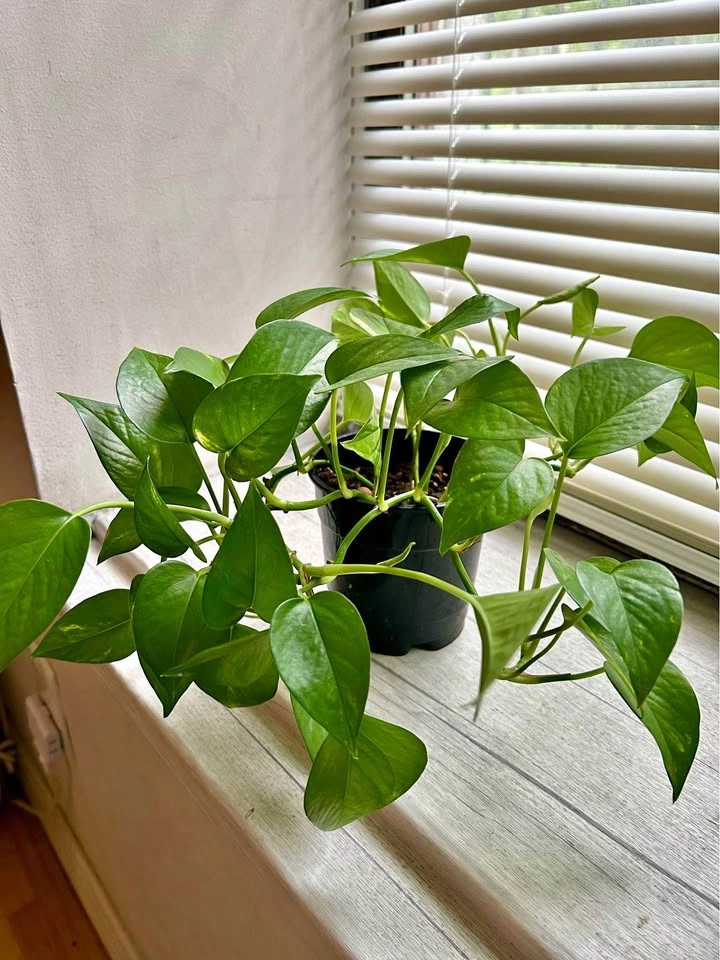 Healthy Pothos