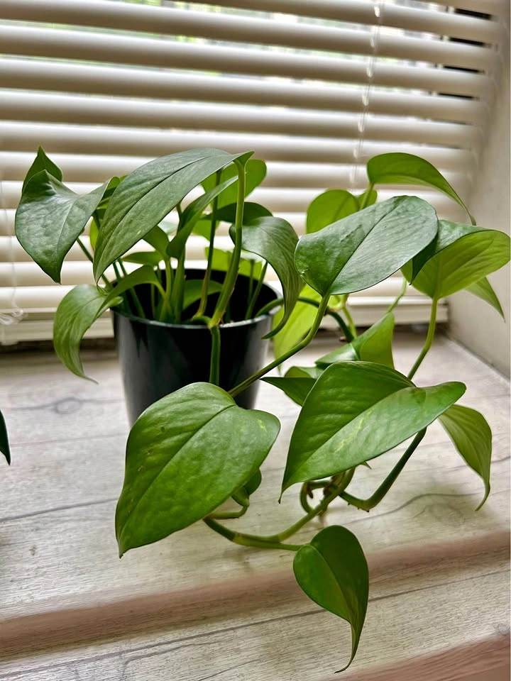 Cute Pothos
