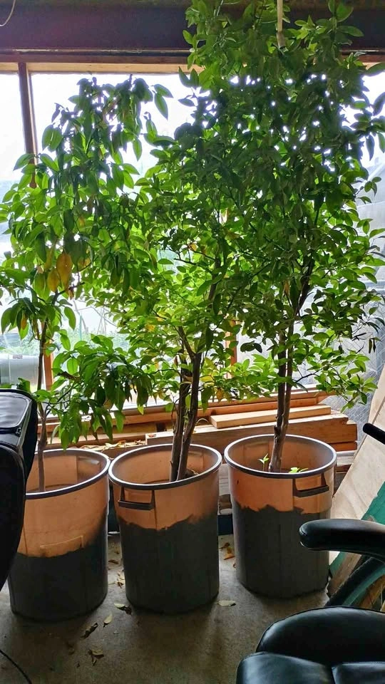 Orange Plants