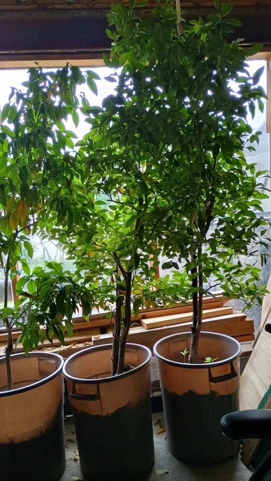 Orange Plants - photo 2