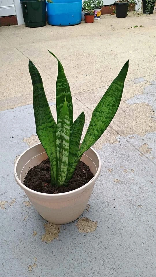 Sansevieria (Snake Plant) - Air Purifying