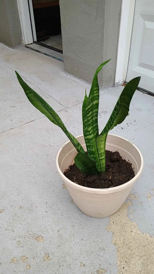 Sansevieria (Snake Plant) - Air Purifying - photo 2
