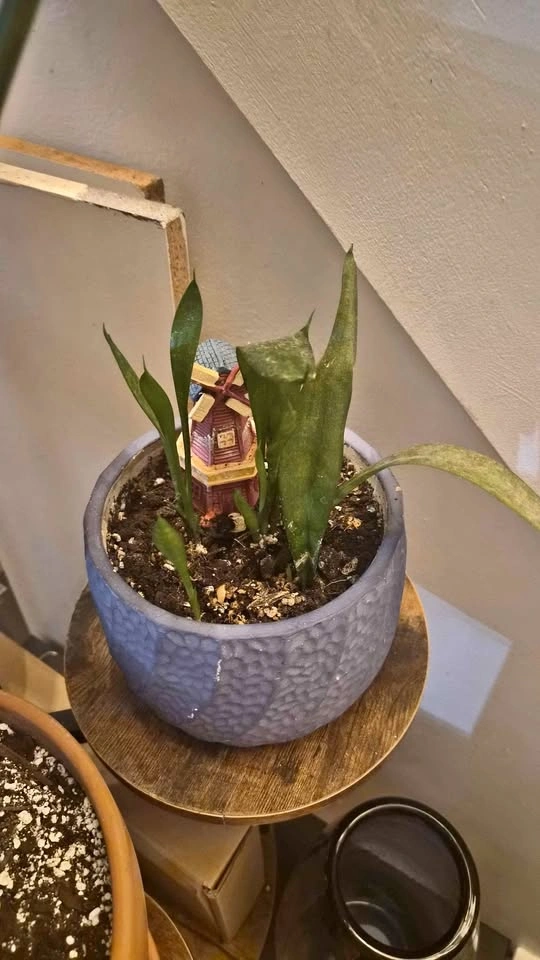 Snake Plant for Sale
