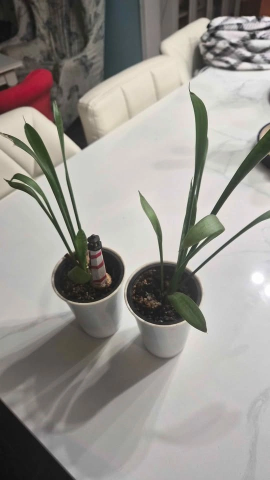 Snake Plant for Sale - photo 2