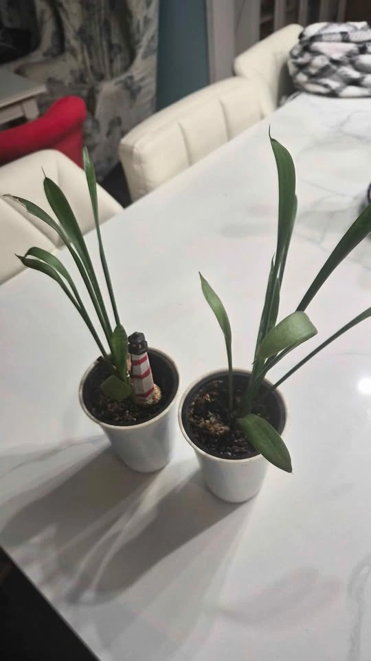 Snake Plant for Sale - photo 3