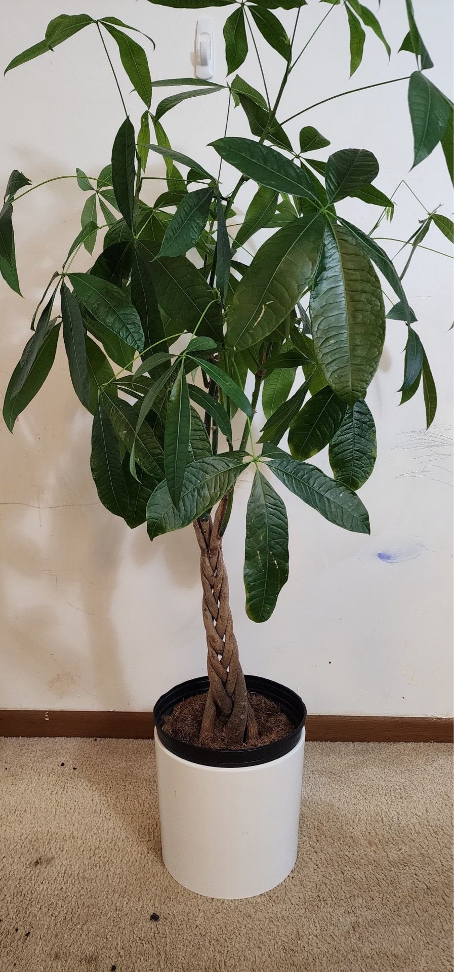Money Tree - photo 2