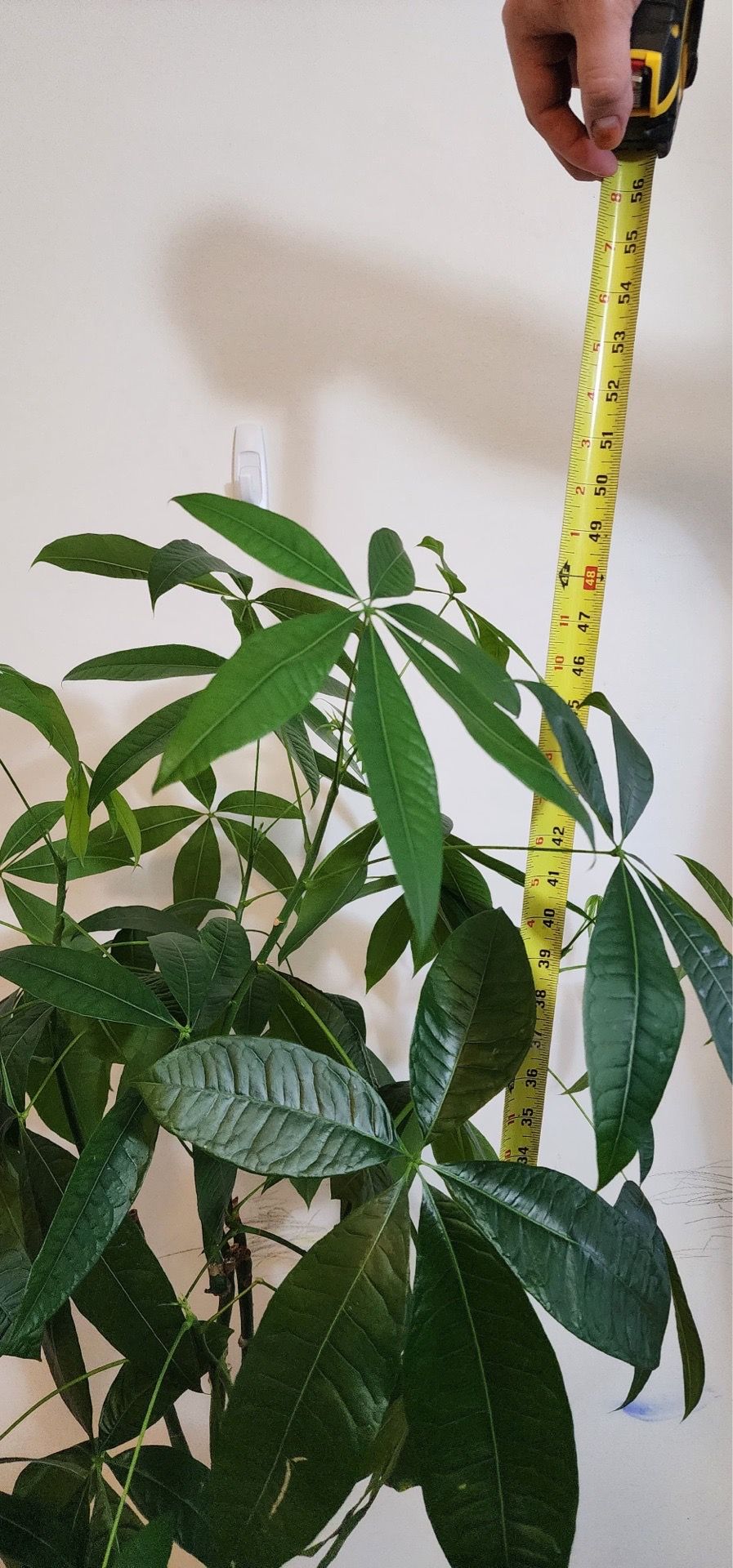 Money Tree - photo 3