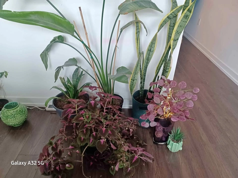 Variety houseplants and decor