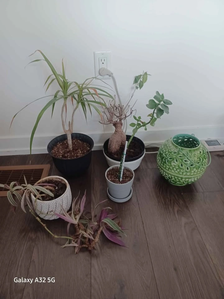 Variety houseplants and decor - photo 2