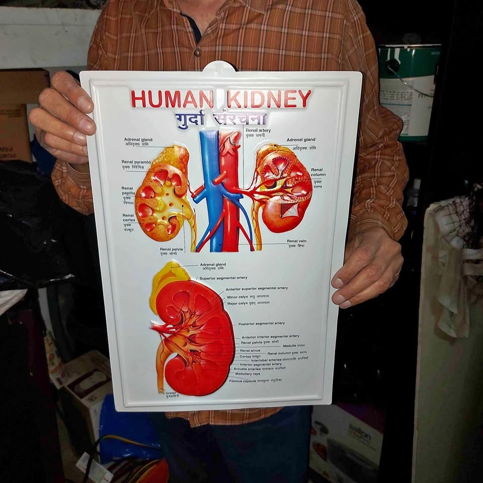 Human Physiology Diagram Set