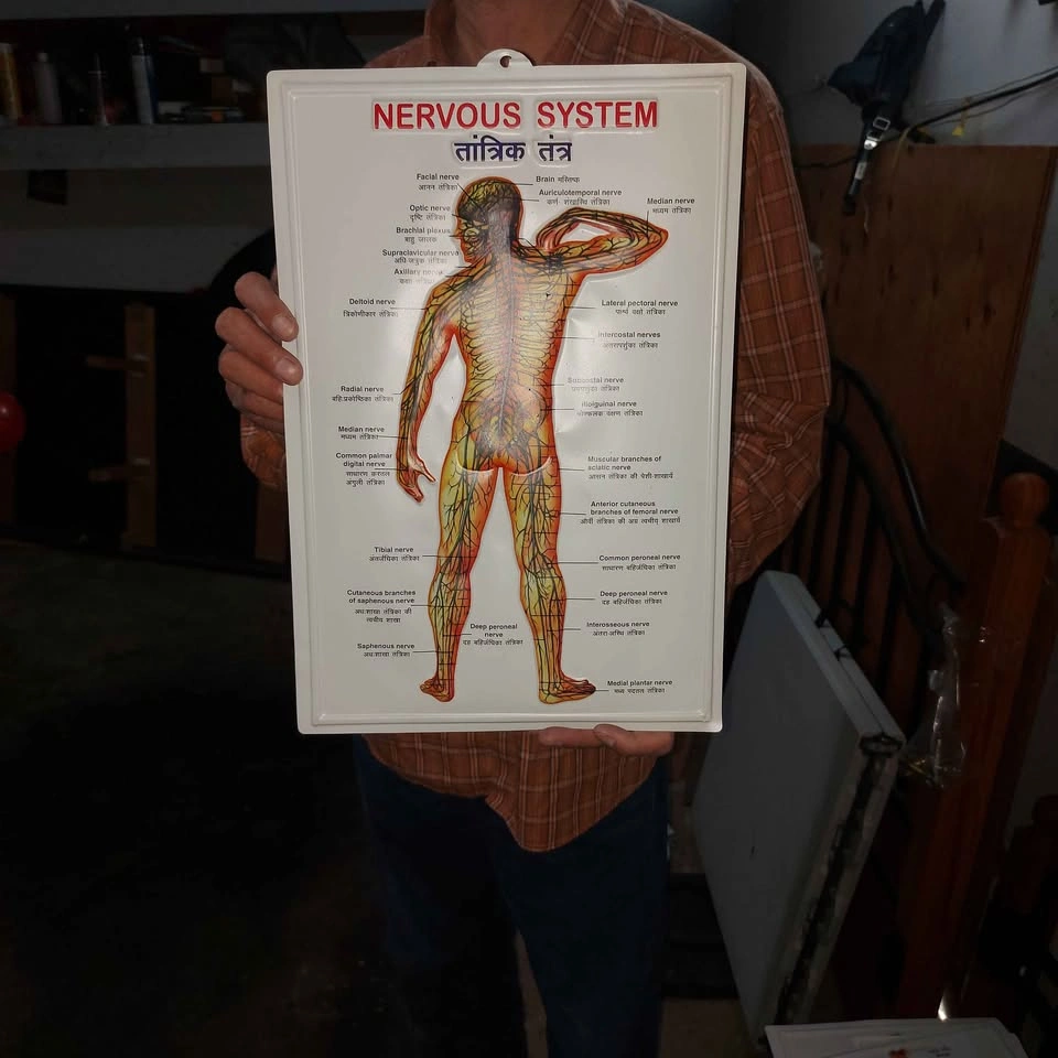Human Physiology Diagram Set - photo 3