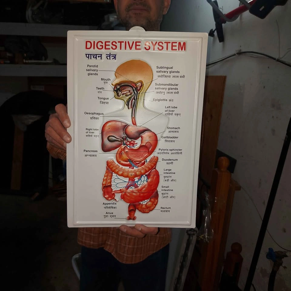 Human Physiology Diagram Set - photo 4