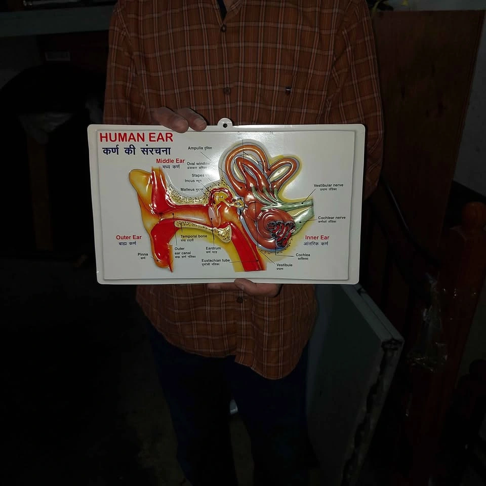Human Physiology Diagram Set - photo 5