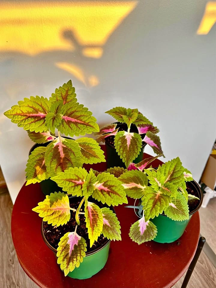 Trailing Coleus, $5 each / 4 plants