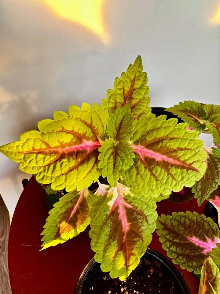 Trailing Coleus, $5 each / 4 plants - photo 2