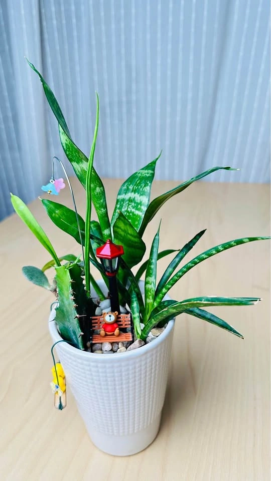 Cute low maintenance plant arrangement