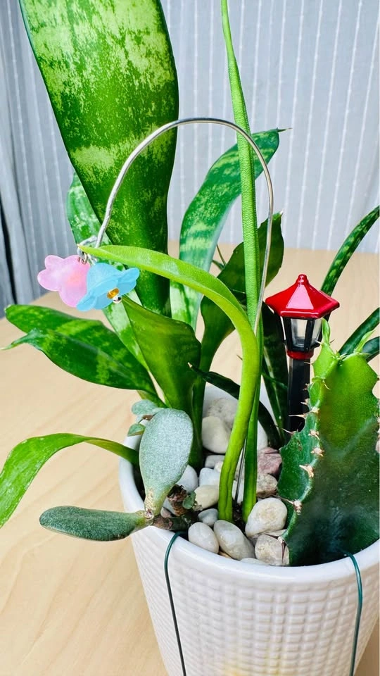 Cute low maintenance plant arrangement - photo 4
