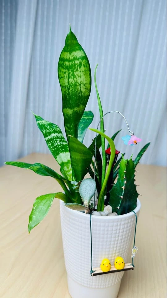 Cute low maintenance plant arrangement - photo 5
