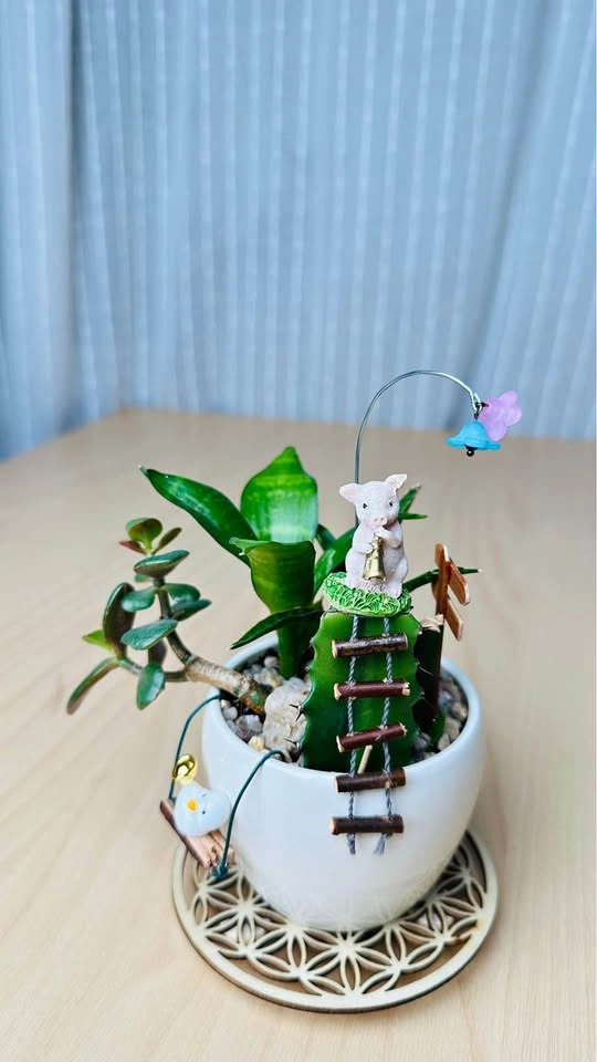Cute low maintenance plant arrangement
