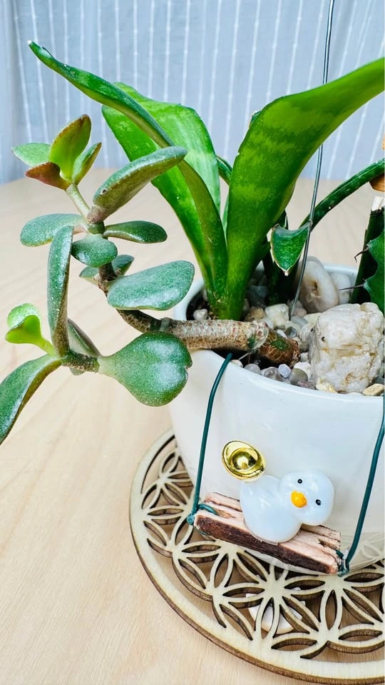 Cute low maintenance plant arrangement - photo 3