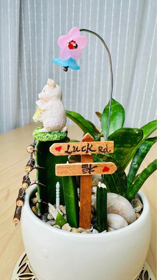 Cute low maintenance plant arrangement - photo 4