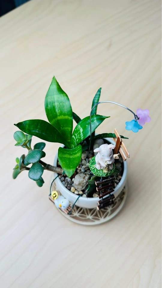 Cute low maintenance plant arrangement - photo 5